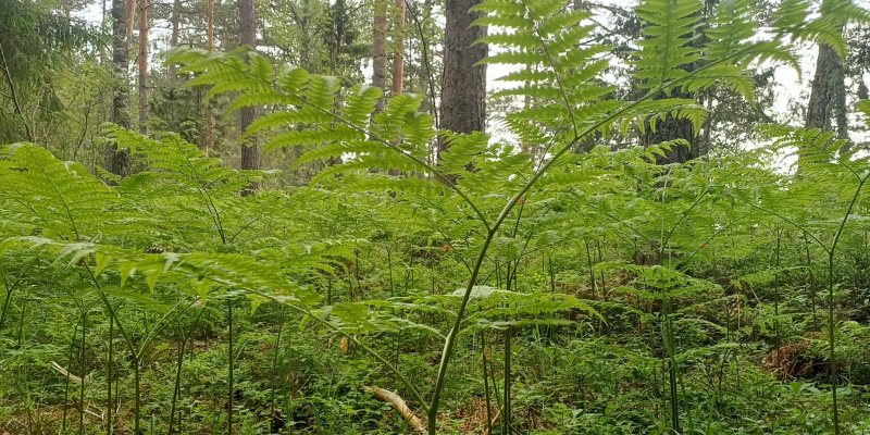 Vårt klimatarbete